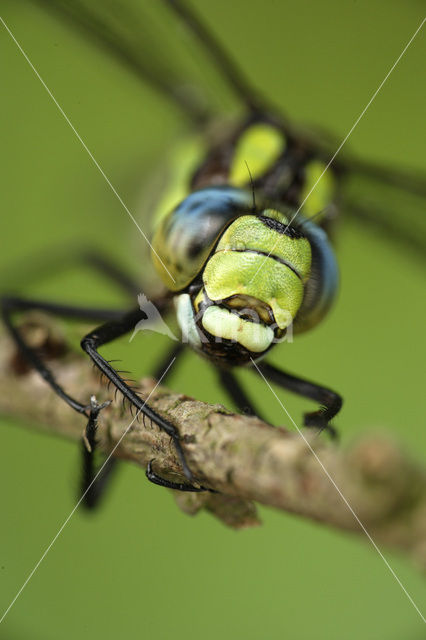 Southern Hawker (Aeshna cyanea)