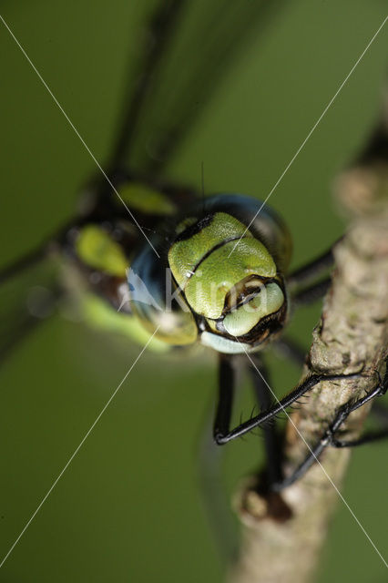 Southern Hawker (Aeshna cyanea)