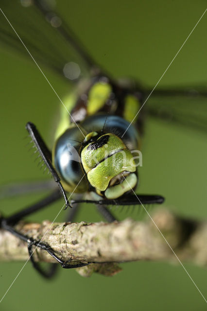 Southern Hawker (Aeshna cyanea)