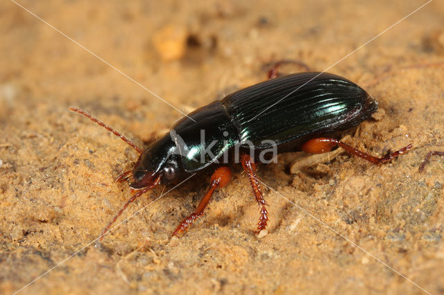 Blauwe Kruiper (Harpalus rubripes)