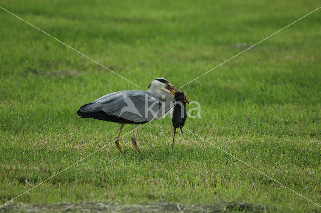 Grey Heron (Ardea cinerea)