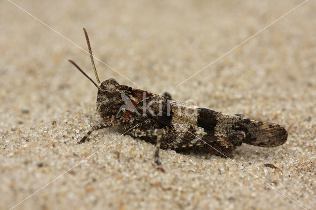 Blauwvleugelsprinkhaan (Oedipoda caerulescens)