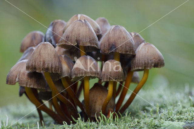 bonnet (Mycena spec.)