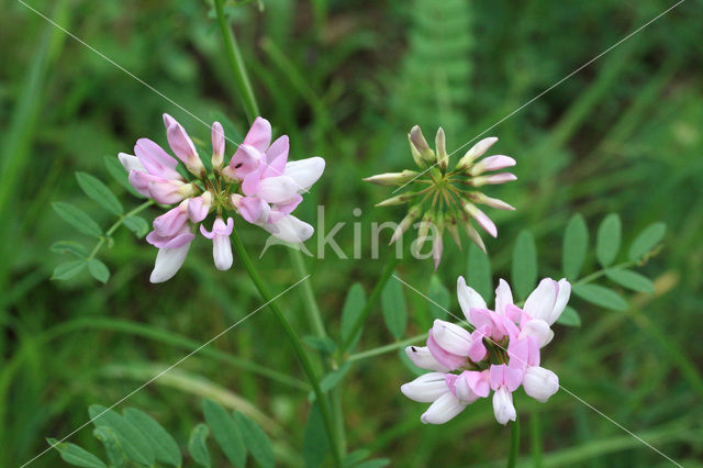 Crown Vetch (Securigera varia)