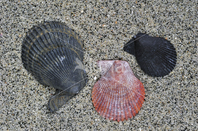 Variegated Scallop (Mimachlamys varia