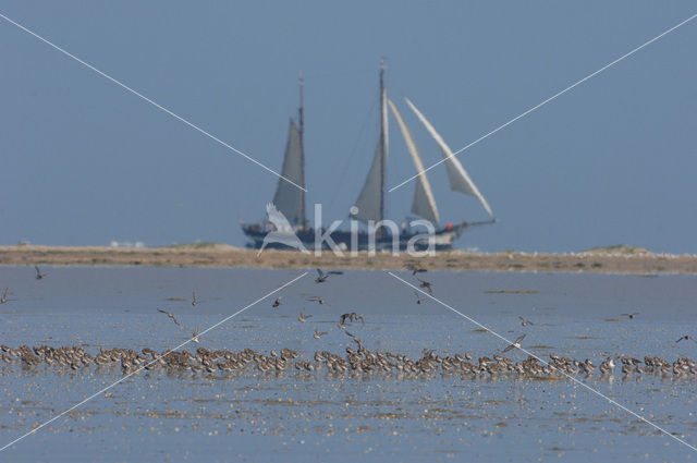 Bonte Strandloper (Calidris alpina)