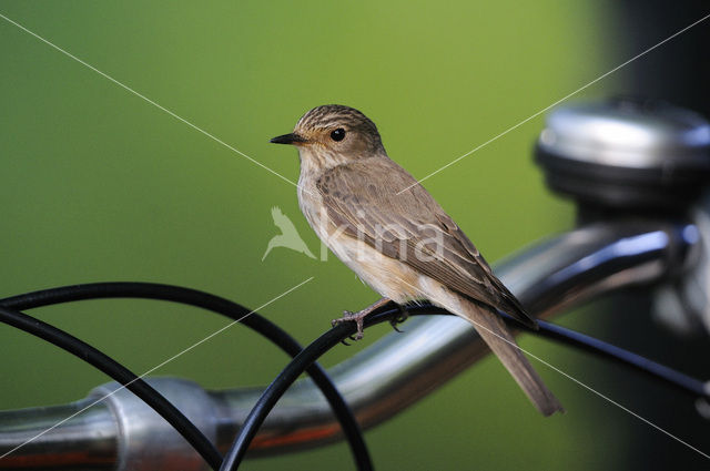 Bonte Vliegenvanger (Ficedula hypoleuca)