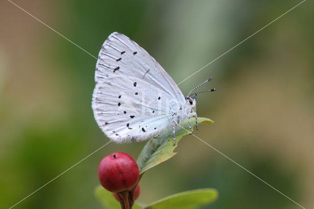 Holly Blue (Celastrina argiolus)