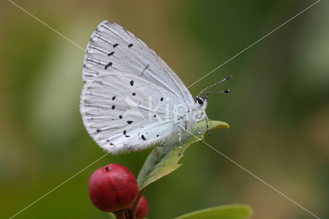 Boomblauwtje (Celastrina argiolus)