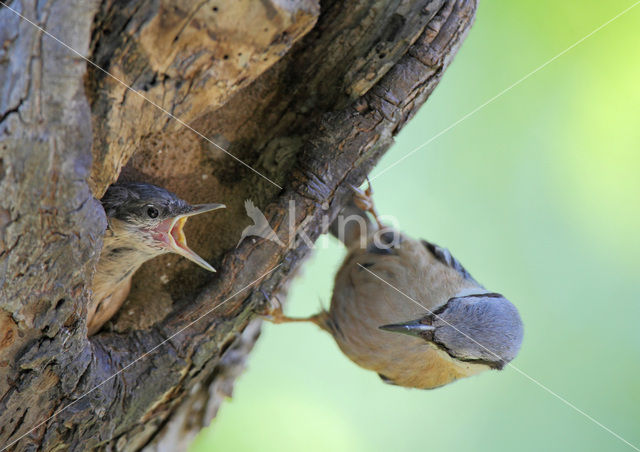 Sitta europaea caesia