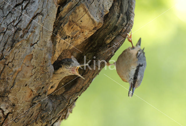 Boomklever (Sitta europaea caesia)