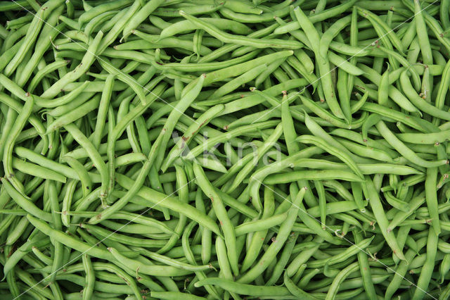 French Bean