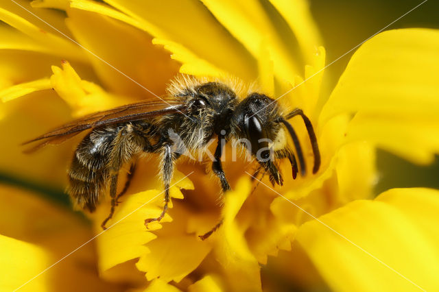 Boszandbij (Andrena coitana)