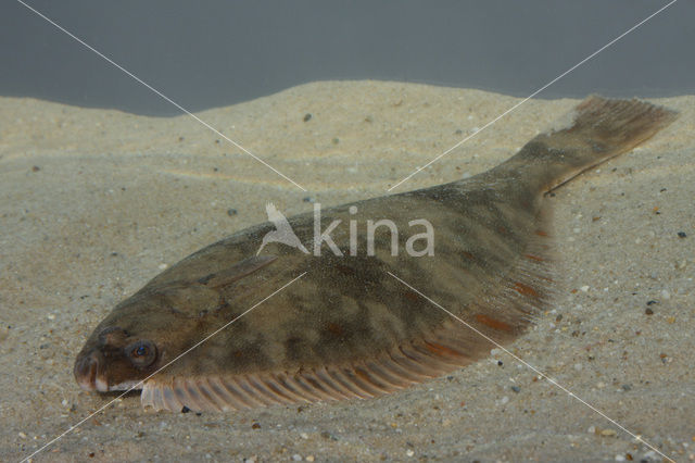 Flounder (Platichthys flesus)