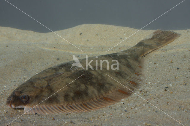 Flounder (Platichthys flesus)