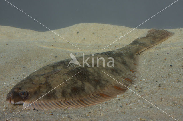 Bot (Platichthys flesus)