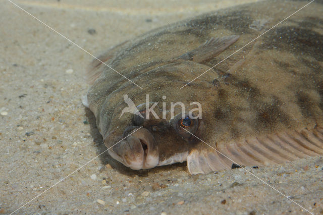 Flounder (Platichthys flesus)