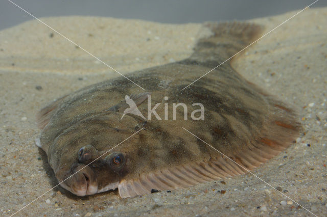 Flounder (Platichthys flesus)