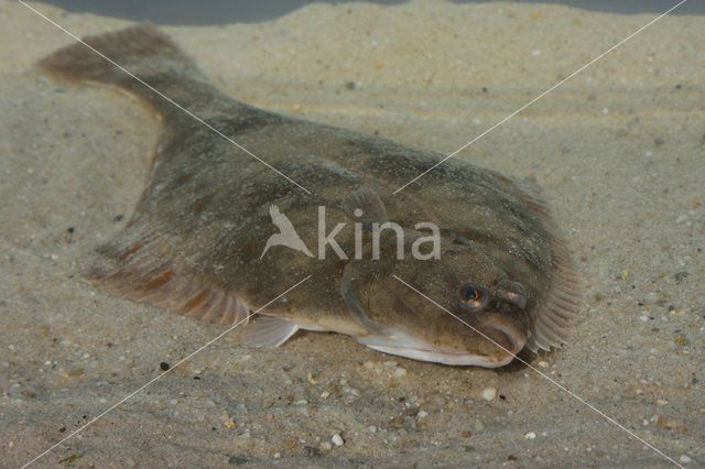 Flounder (Platichthys flesus)