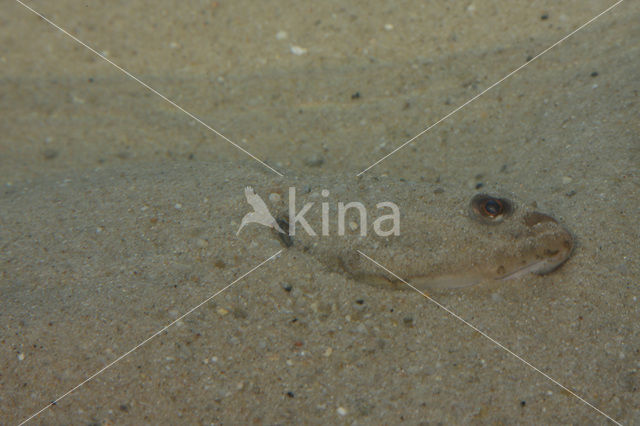 Flounder (Platichthys flesus)