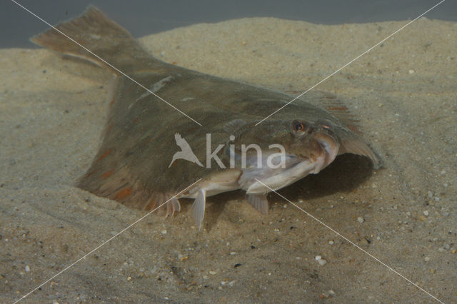 Flounder (Platichthys flesus)