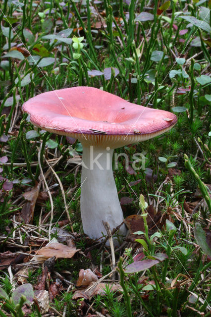 Braakrussula (Russula emetica)