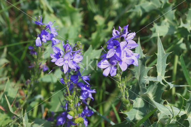 Large Speedwell