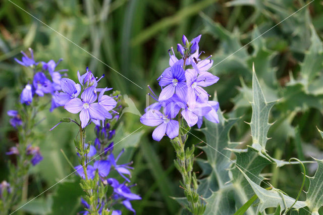 Large Speedwell