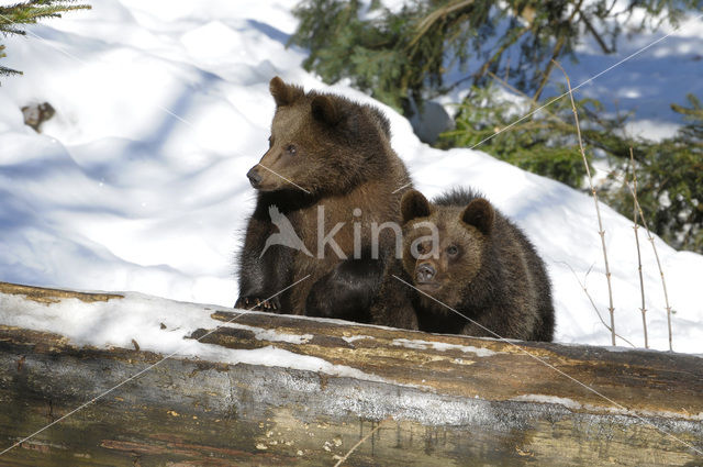 Bruine beer (Ursus arctos)