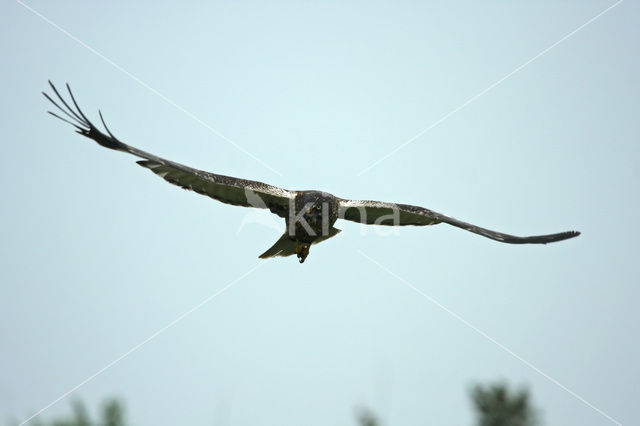 Bruine Kiekendief (Circus aeruginosus)