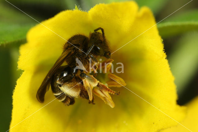 Bruine slobkousbij (Macropis fulvipes)