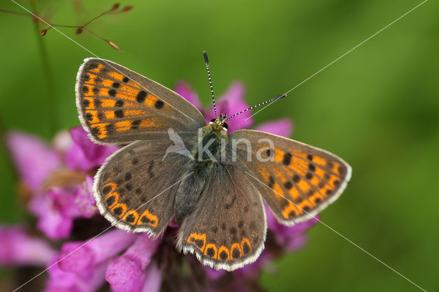 Bruine vuurvlinder (Lycaena tityrus)