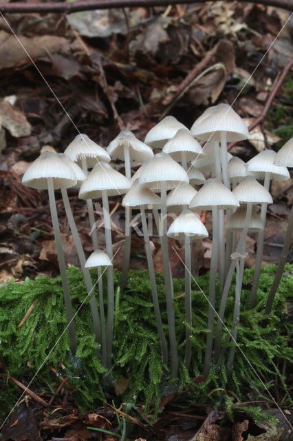 Angel’s bonnet (Mycena arcangeliana)