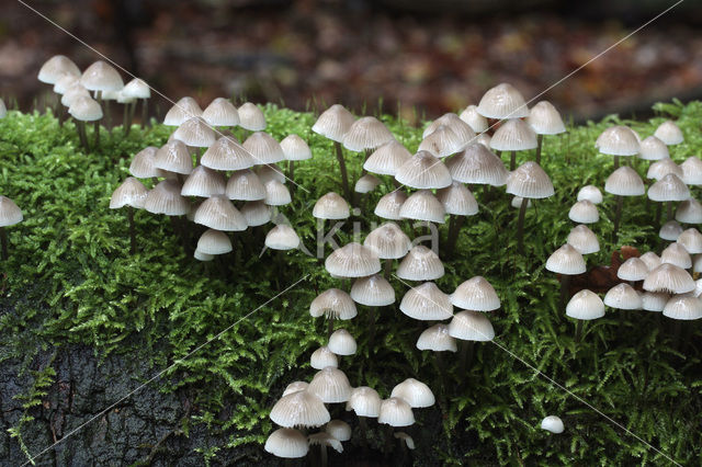 Angel’s bonnet (Mycena arcangeliana)