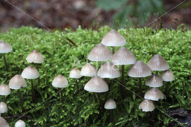 Angel’s bonnet (Mycena arcangeliana)