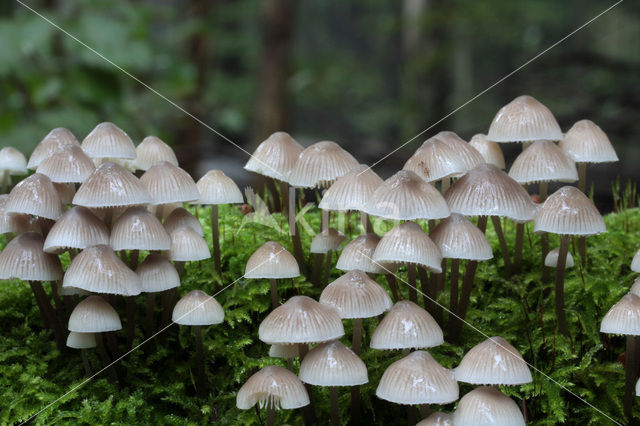 Angel’s bonnet (Mycena arcangeliana)