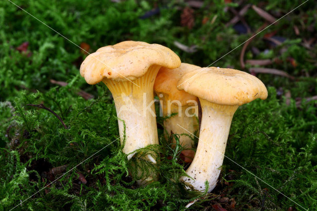 Cantharel (Cantharellus spec.)