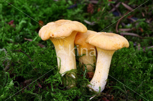 Chanterelle (Cantharellus spec.)