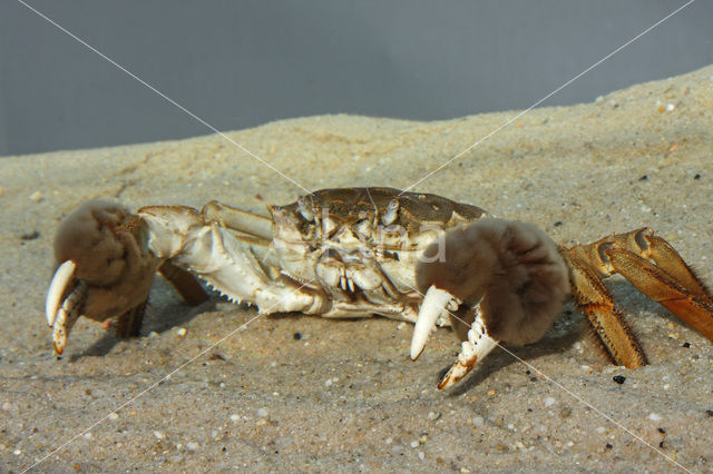 chinese mitten crab (Eriocheir sinensis)