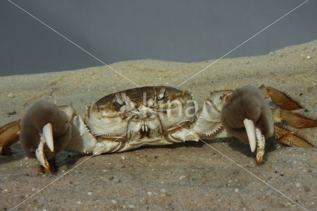 chinese mitten crab (Eriocheir sinensis)