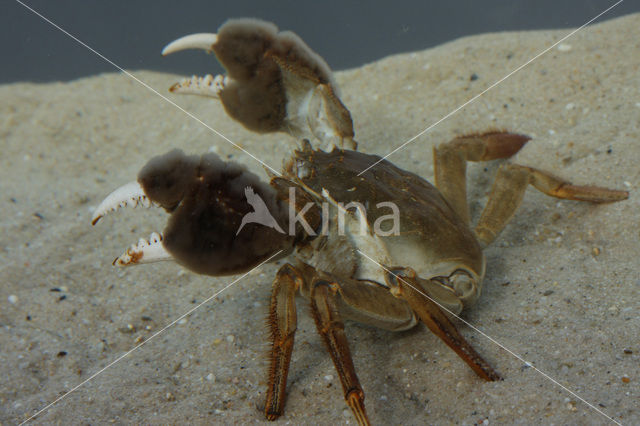 chinese mitten crab (Eriocheir sinensis)