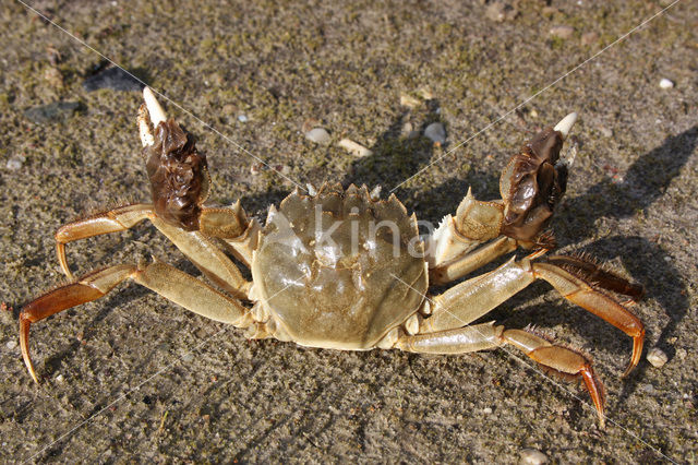 chinese mitten crab (Eriocheir sinensis)