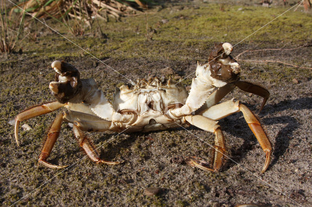 chinese mitten crab (Eriocheir sinensis)