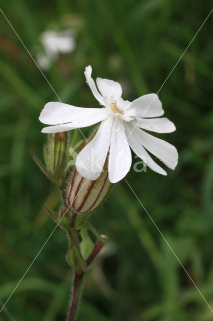 Red Campion (Silene dioica)