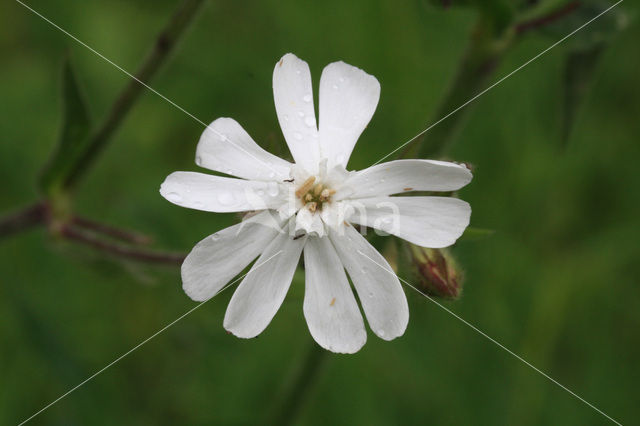 Red Campion (Silene dioica)