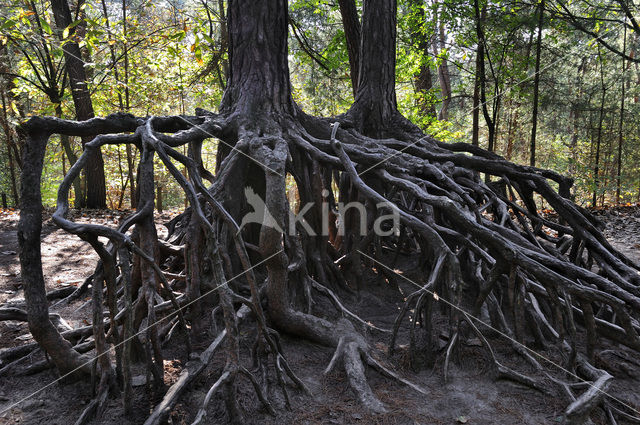 Den (Pinus spec.)