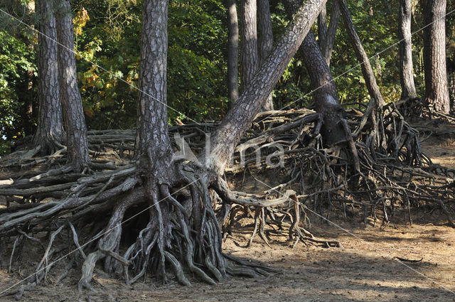 Den (Pinus spec.)