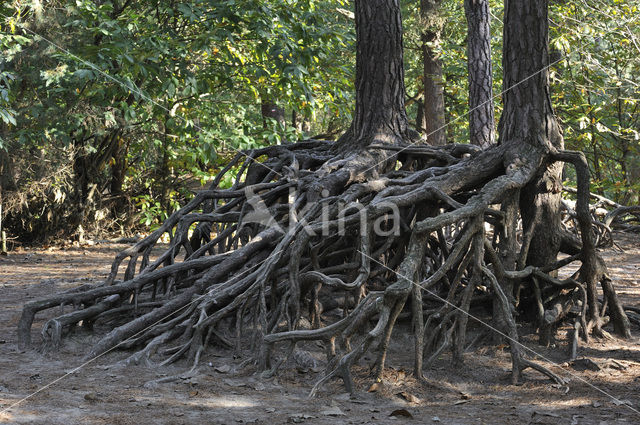 Pine tree (Pinus spec.)