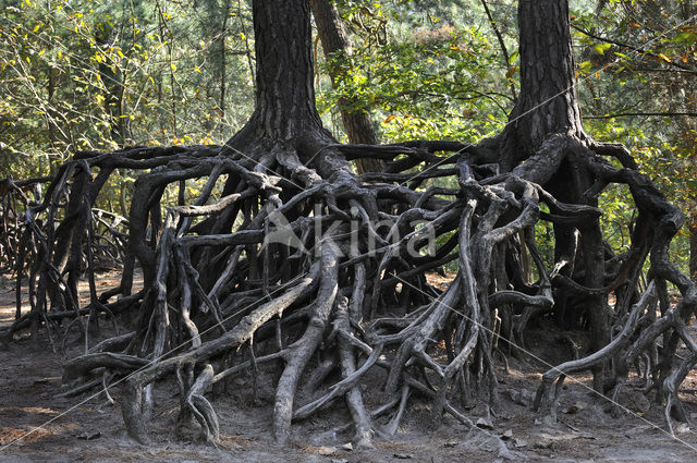 Pine tree (Pinus spec.)