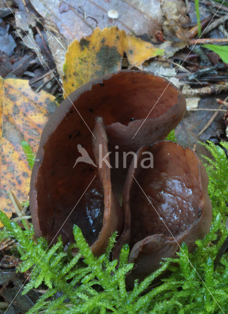 Donker hazenoor (Otidea bufonia)